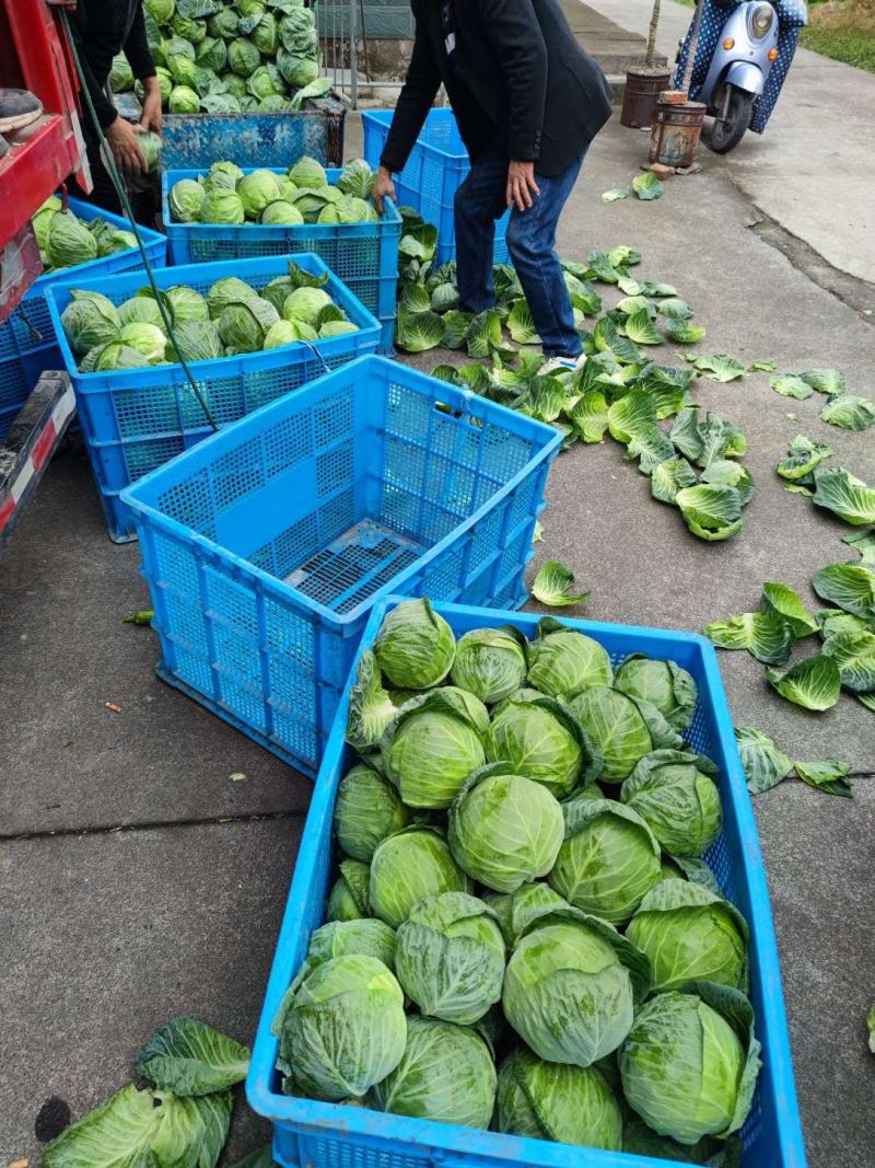 嘉兴精品丽丽黄金甲甘蓝圆包菜新鲜采摘现摘现发产地直供