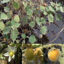 野生毛茄种子大祥颠茄籽大叶毛刺茄毛果牙卡山草药多年生草本
