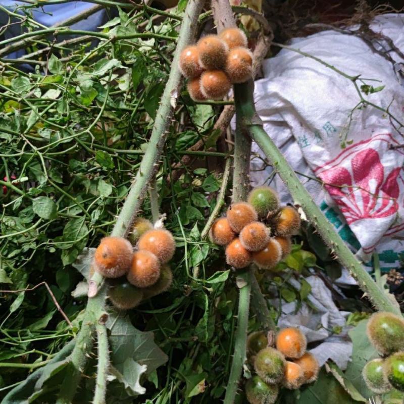 野生毛茄种子大祥颠茄籽大叶毛刺茄毛果牙卡山草药多年生草本