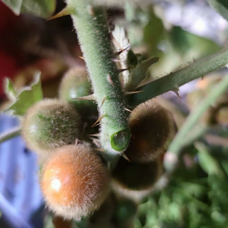 野生毛茄种子大祥颠茄籽大叶毛刺茄毛果牙卡山草药多年生草本