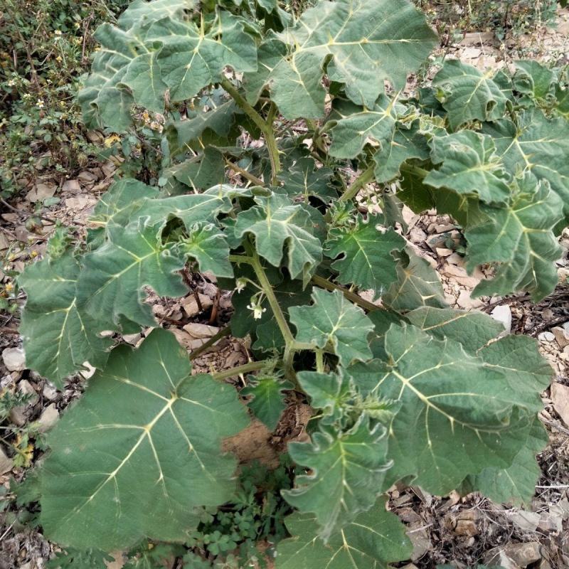 野生毛茄种子大祥颠茄籽大叶毛刺茄毛果牙卡山草药多年生草本