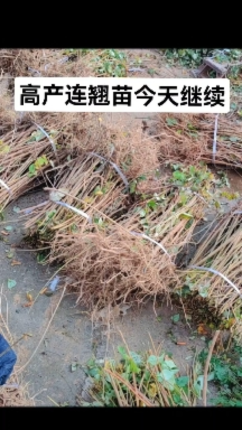 连翘苗一亩田种植多少2年—3年连翘苗一手供应，实地起苗