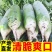 潍县萝卜/山东萝卜/脆甜爽口/量大货优/欢迎采购