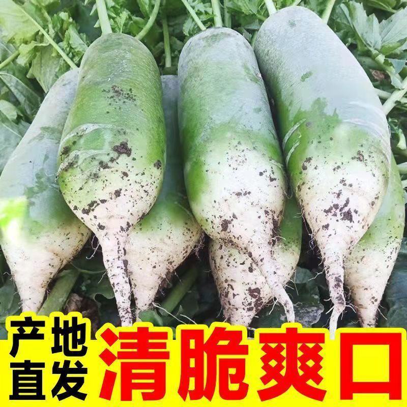 潍县萝卜/山东萝卜/脆甜爽口/量大货优/欢迎采购