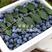 北蓝蓝莓树苗嫁接苗包成活包结果提供技术指导可签合同