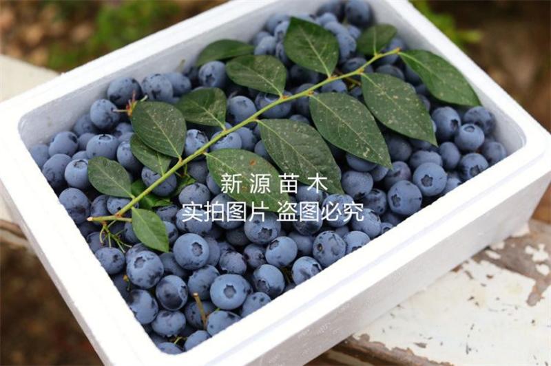 北蓝蓝莓树苗嫁接苗包成活包结果提供技术指导可签合同