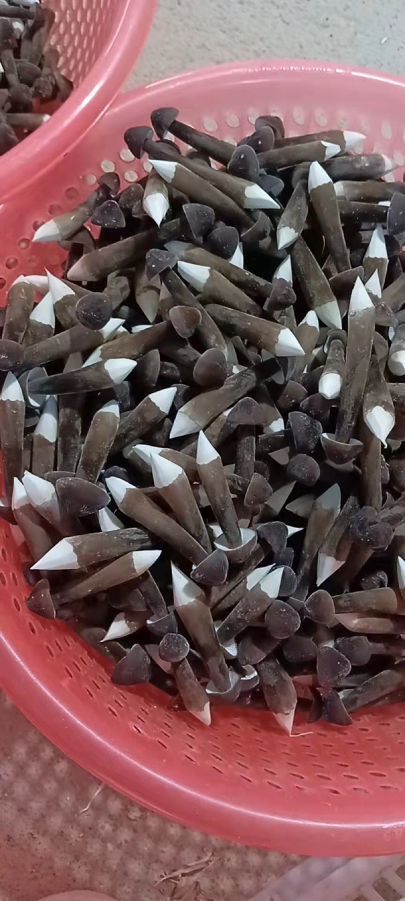 黑皮鸡枞菌