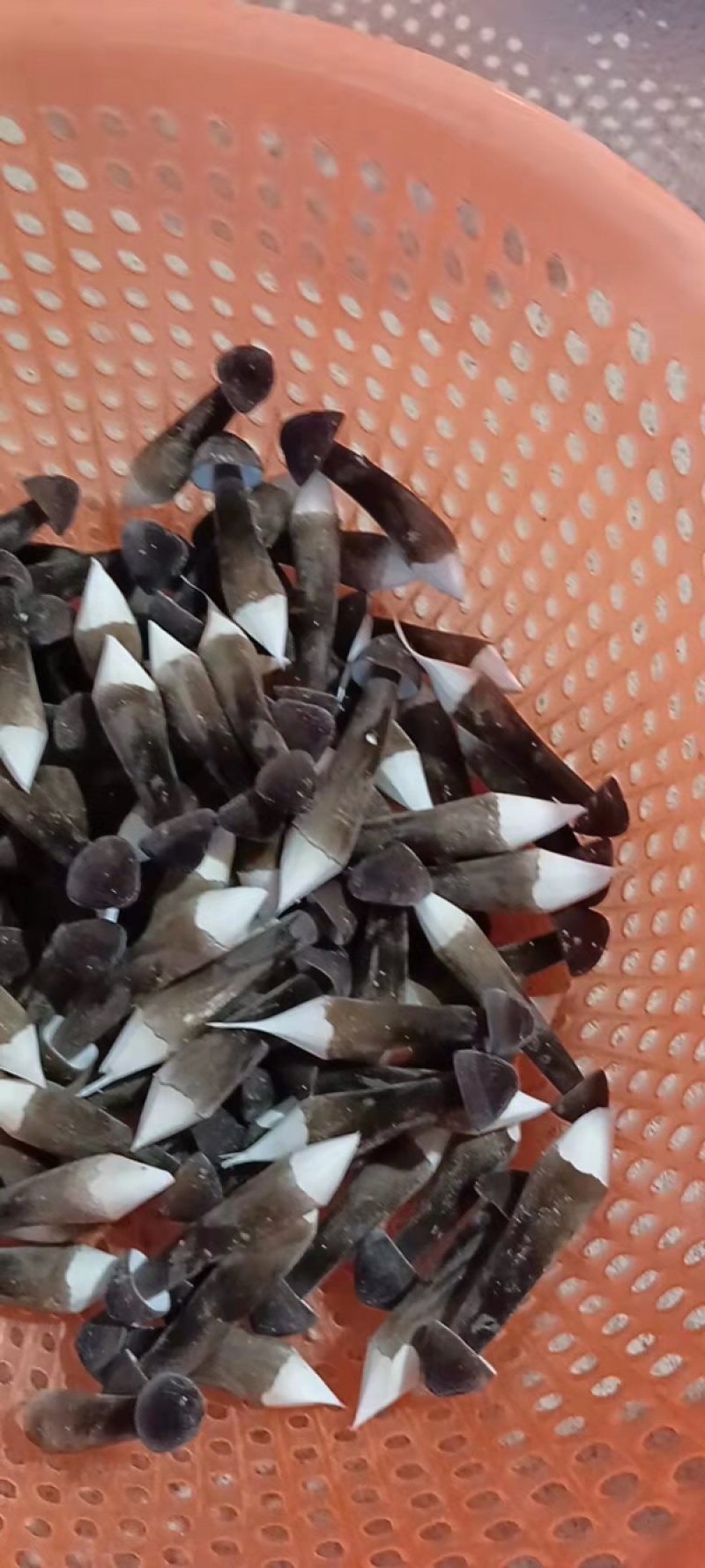 黑皮鸡枞菌