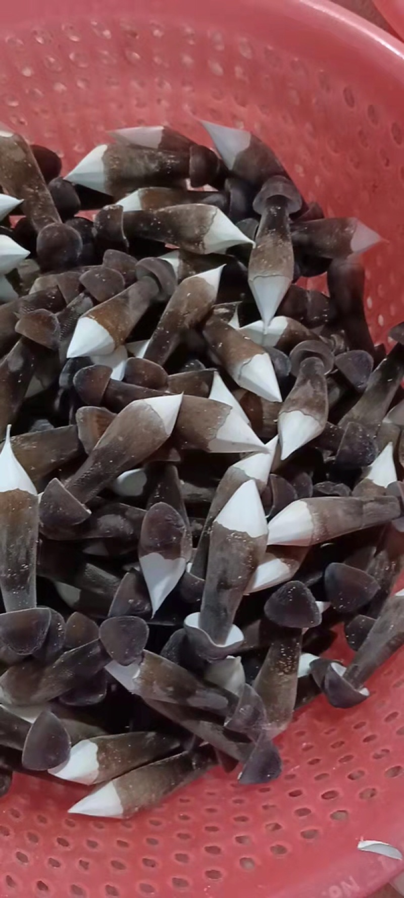 黑皮鸡枞菌