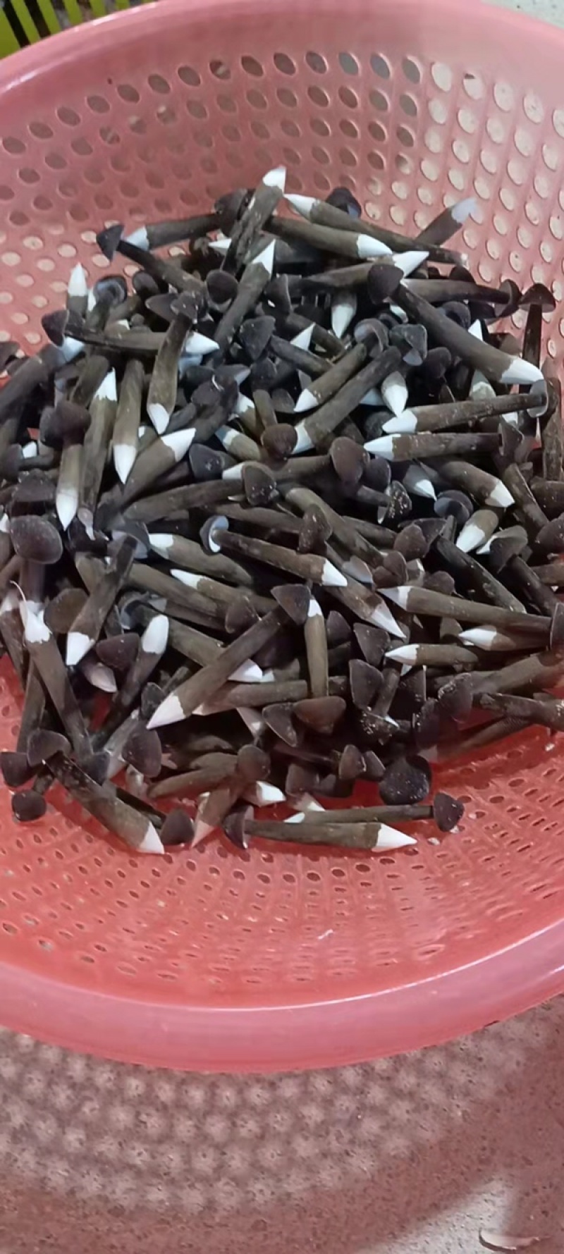 黑皮鸡枞菌