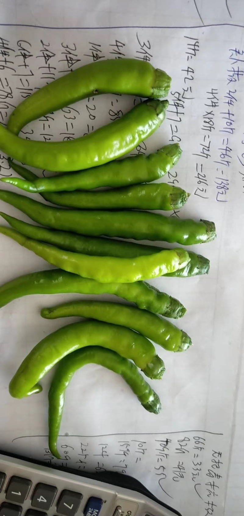腌制无把戴帽杭椒、颜色漂亮、适合加工腌制、加工！
