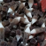 黑皮鸡枞菌