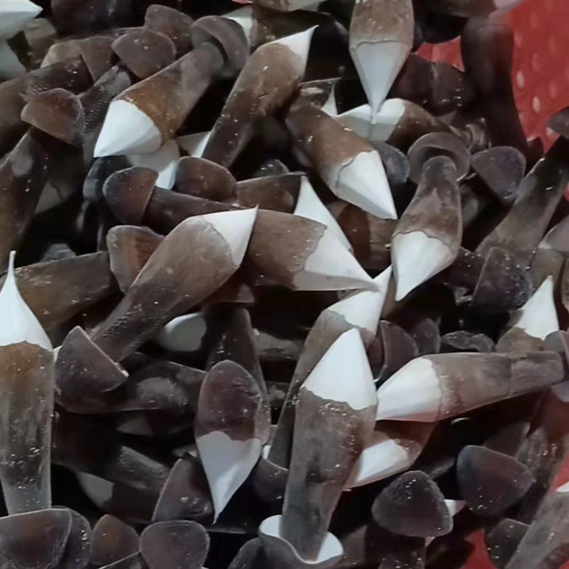 黑皮鸡枞菌