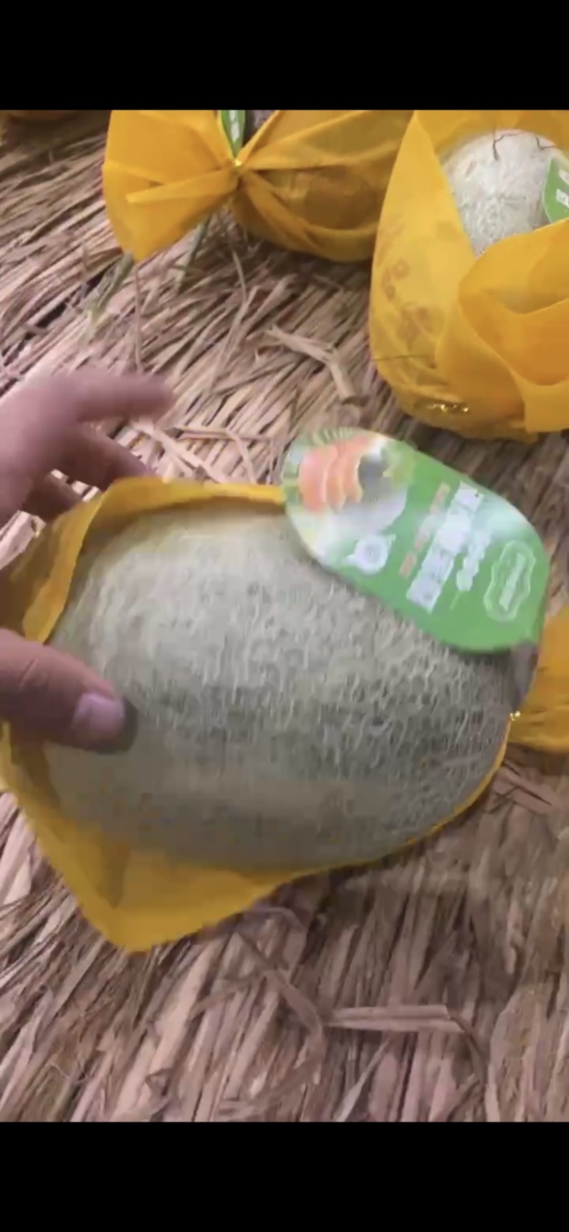 海南哈密瓜