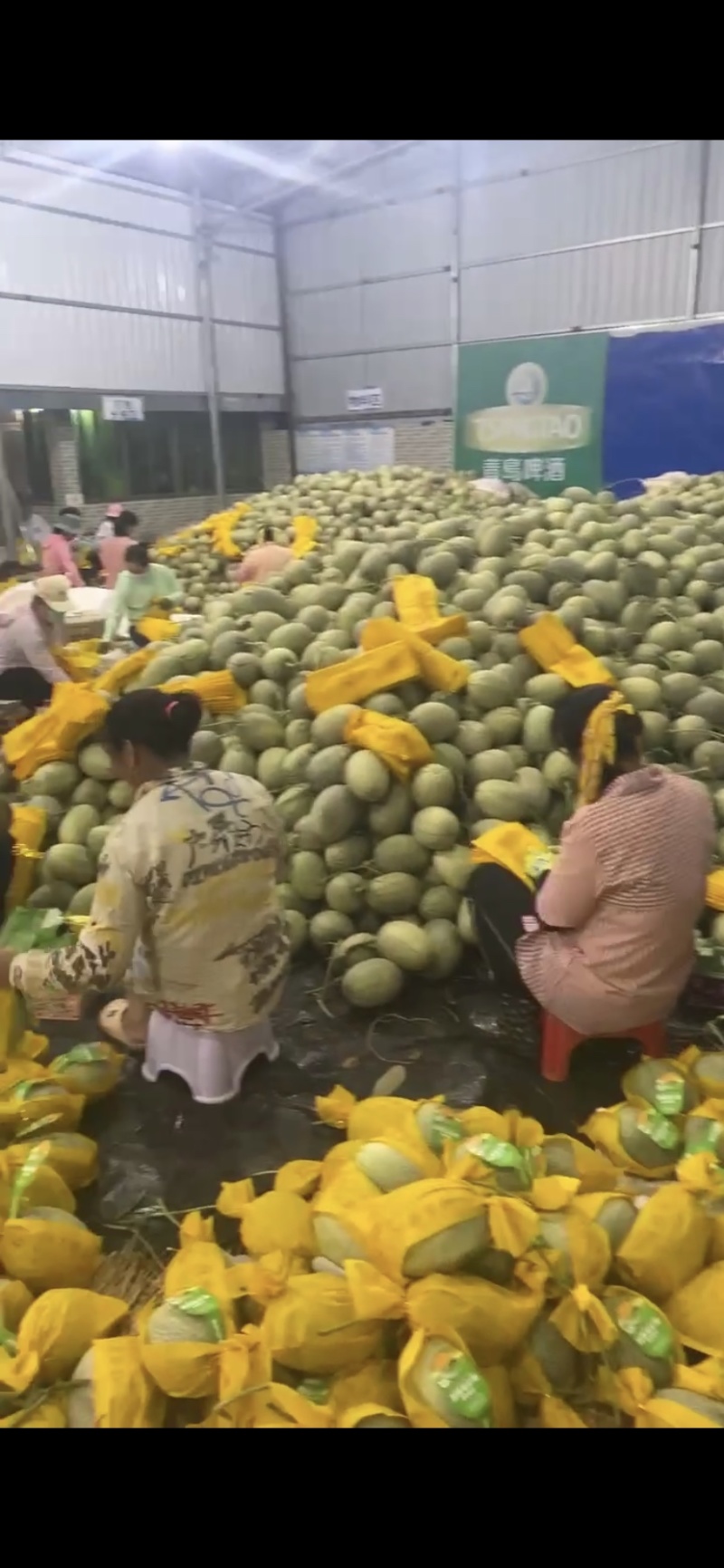 海南哈密瓜