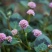 野生石莽草种子中药材小红太阳草四季石辣蓼花头蓼一年生草本