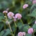 野生石莽草种子中药材小红太阳草四季石辣蓼花头蓼一年生草本