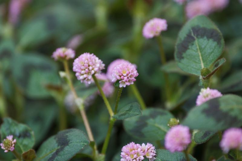 野生石莽草种子中药材小红太阳草四季石辣蓼花头蓼一年生草本