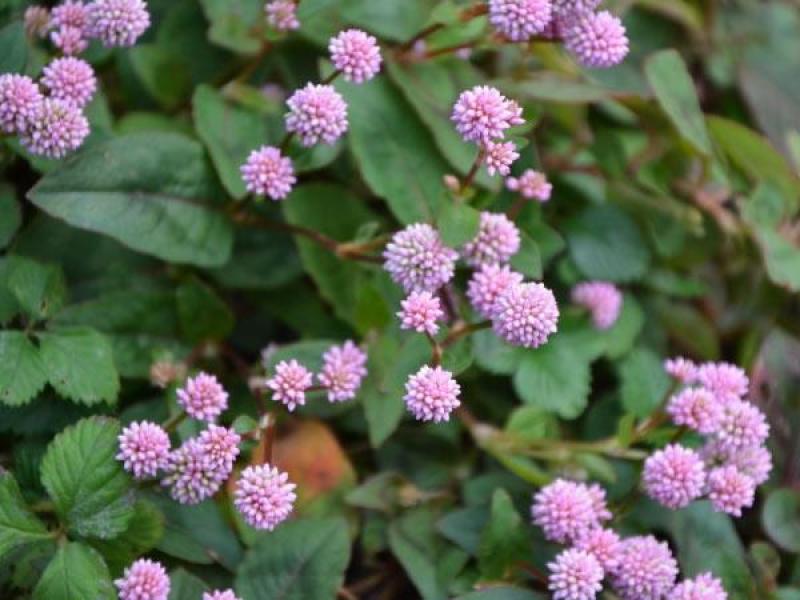 野生石莽草种子中药材小红太阳草四季石辣蓼花头蓼一年生草本