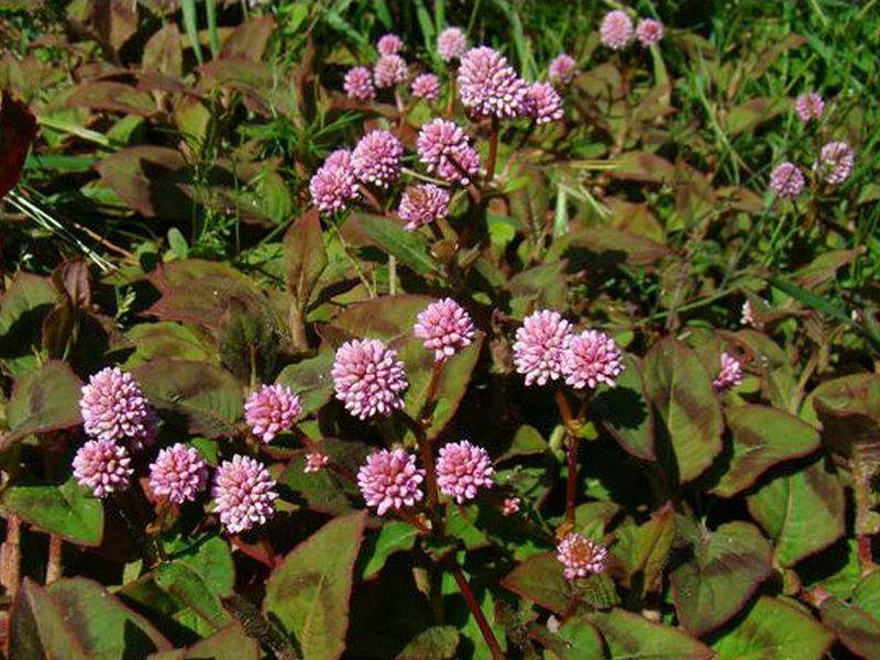 野生石莽草种子中药材小红太阳草四季石辣蓼花头蓼一年生草本