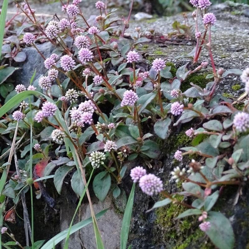 野生石莽草种子中药材小红太阳草四季石辣蓼花头蓼一年生草本