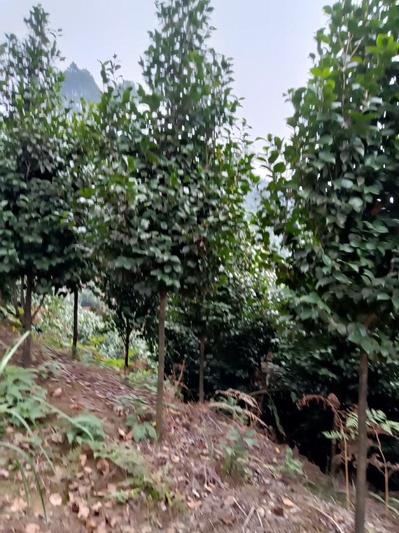 绿化苗木