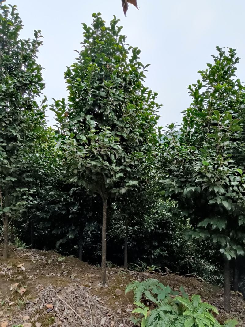 绿化苗木