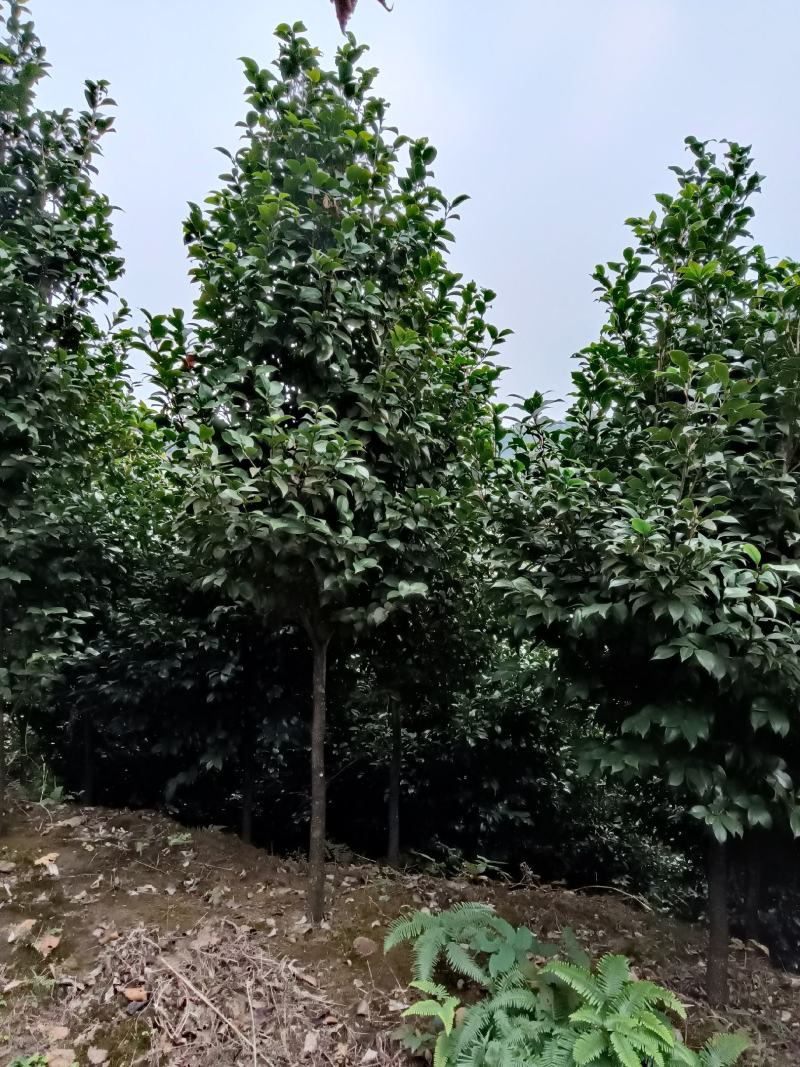 绿化苗木