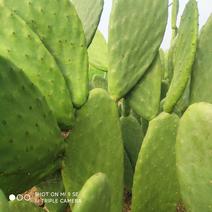 墨西哥米邦塔食用仙人掌食用药用美容观赏长年不施化肥农药