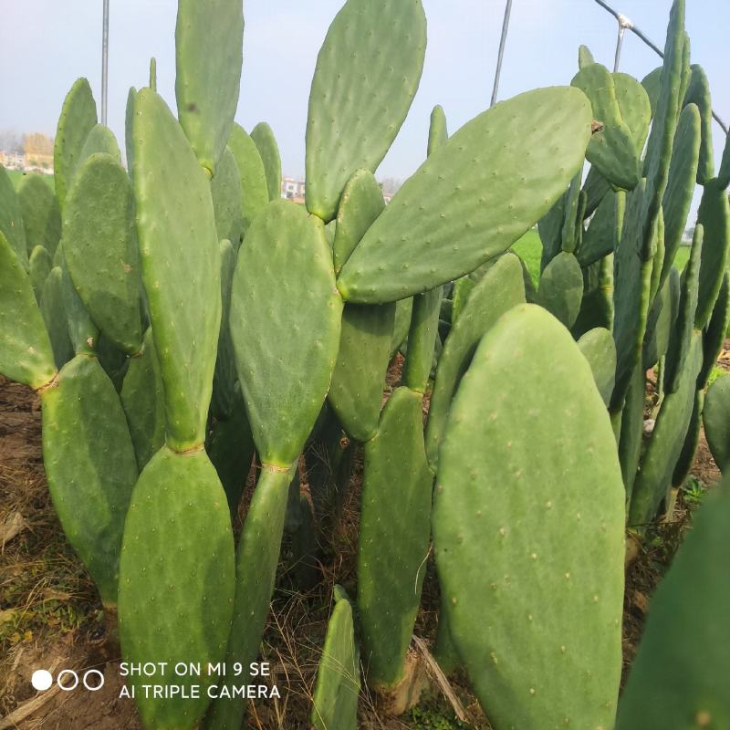墨西哥米邦塔食用仙人掌食用药用美容观赏长年不施化肥农药