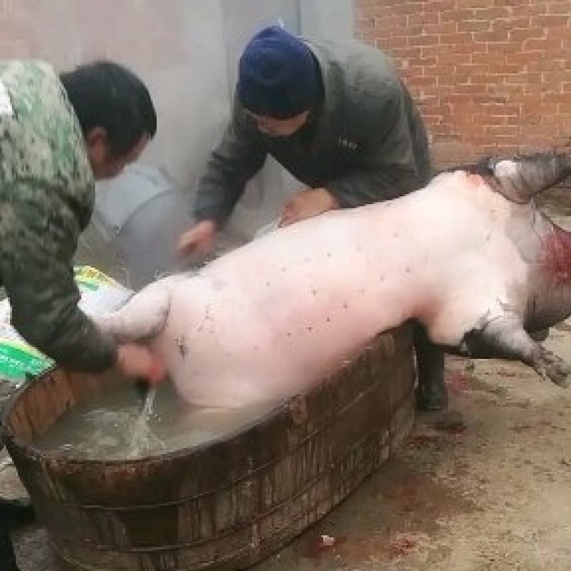 吃粮食养大土猪