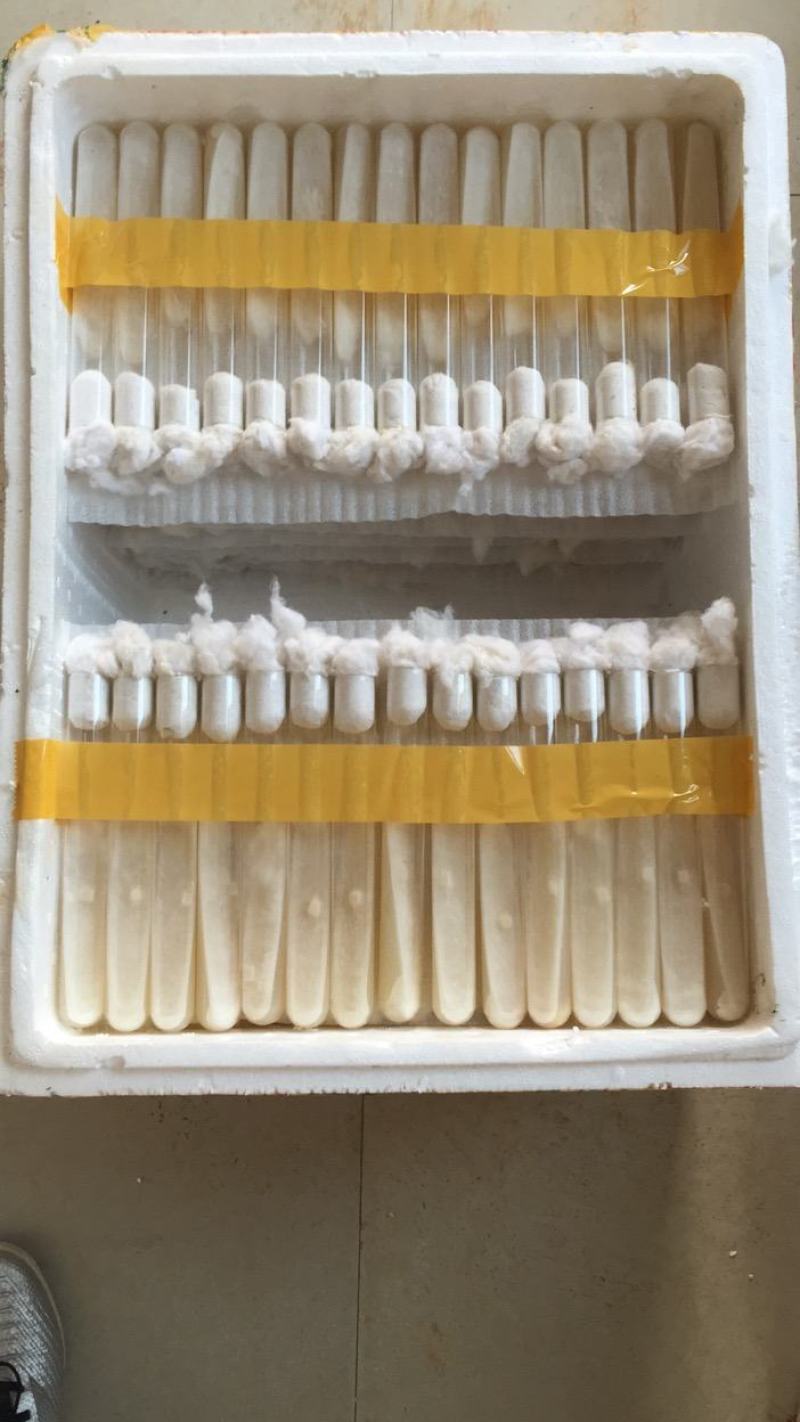 茯苓试管母种高产量高纯度产地湖南价格实惠