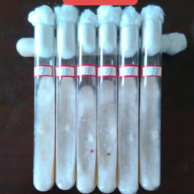 茯苓试管母种高产量高纯度产地湖南价格实惠