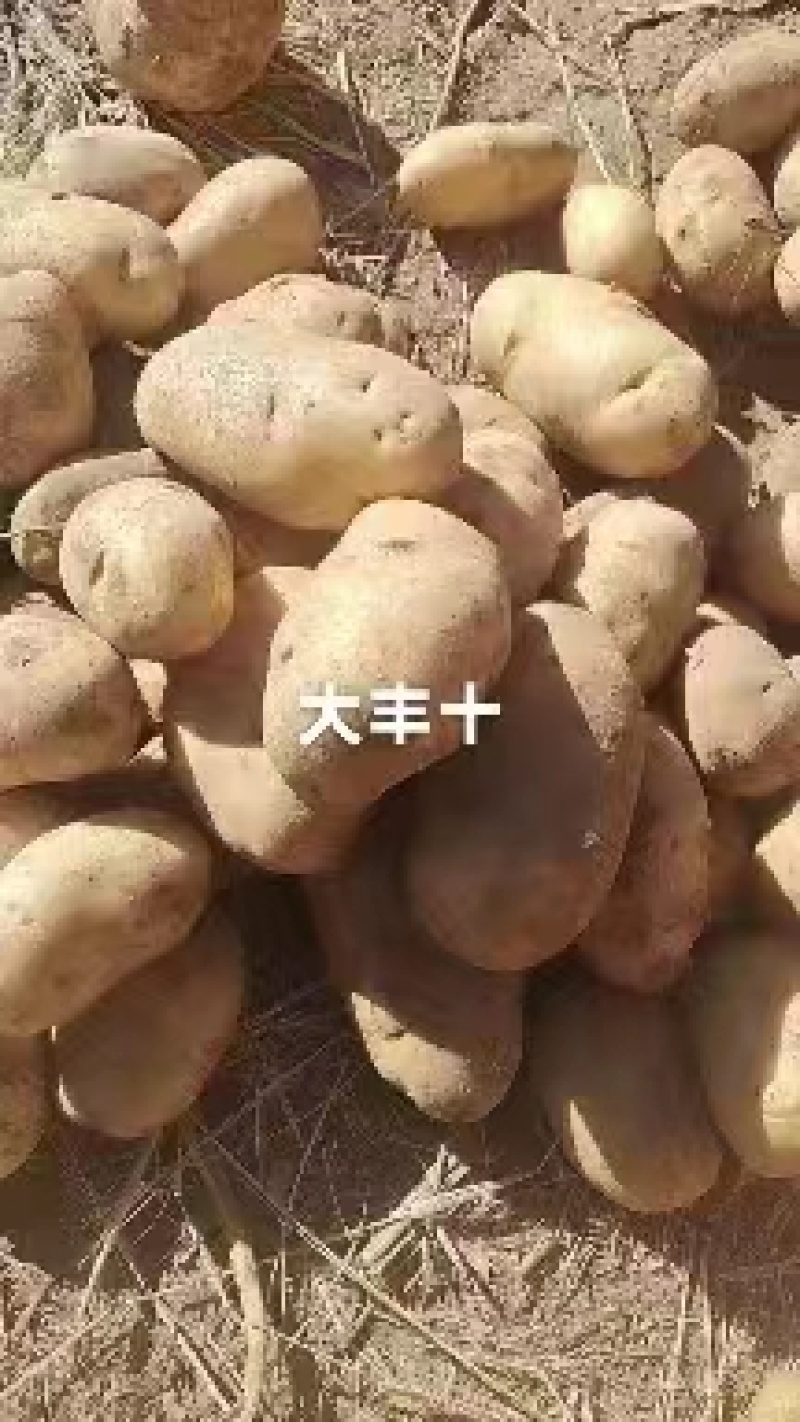 土豆黄心土豆荷兰十五大丰十v6v7长期合作长期有货