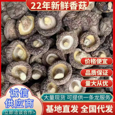 干香菇精品干香菇当季新货大小可选产地直发大量现货