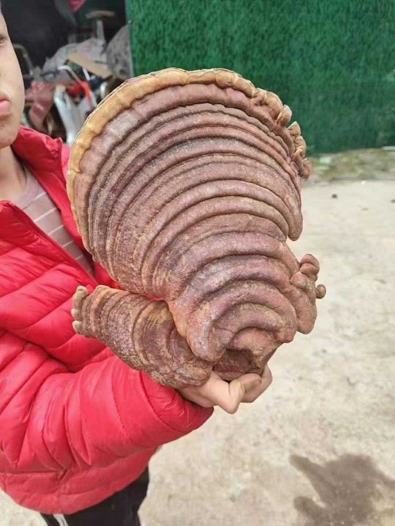 槐耳菌