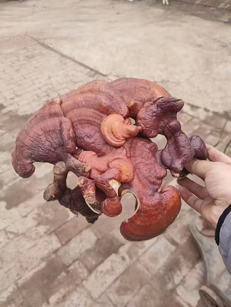 槐耳菌