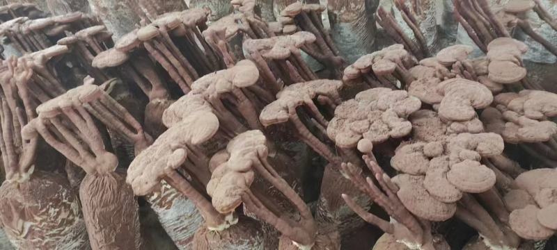 槐耳菌