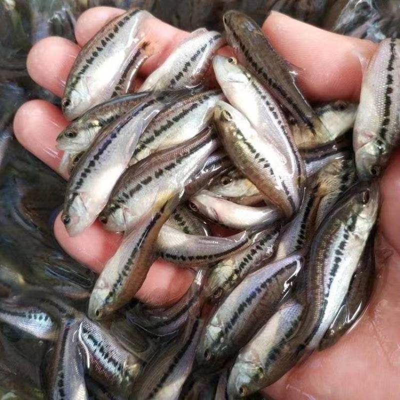 湖北潜江精品鲈鱼苗精品鱼苗货量充足量大从优