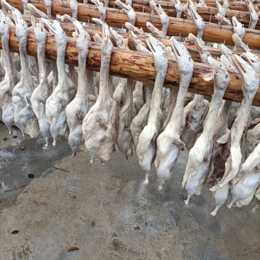 纯手工腌制的咸鸭腊鸭肉质鲜美