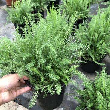 千叶蓍盆栽花苗多年生宿根花卉阳台庭院花园花镜植物西洋蓍草