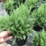 千叶蓍盆栽花苗多年生宿根花卉阳台庭院花园花镜植物西洋蓍草