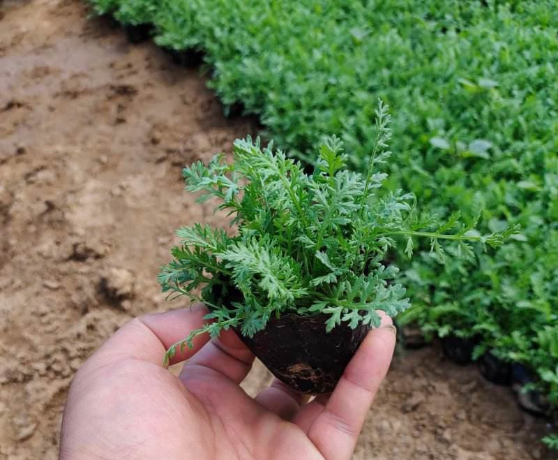 千叶蓍盆栽花苗多年生宿根花卉阳台庭院花园花镜植物西洋蓍草