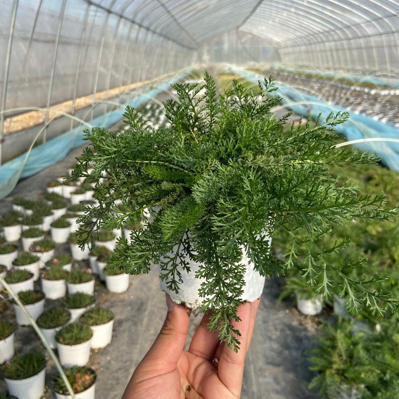 千叶蓍盆栽花苗多年生宿根花卉阳台庭院花园花镜植物西洋蓍草