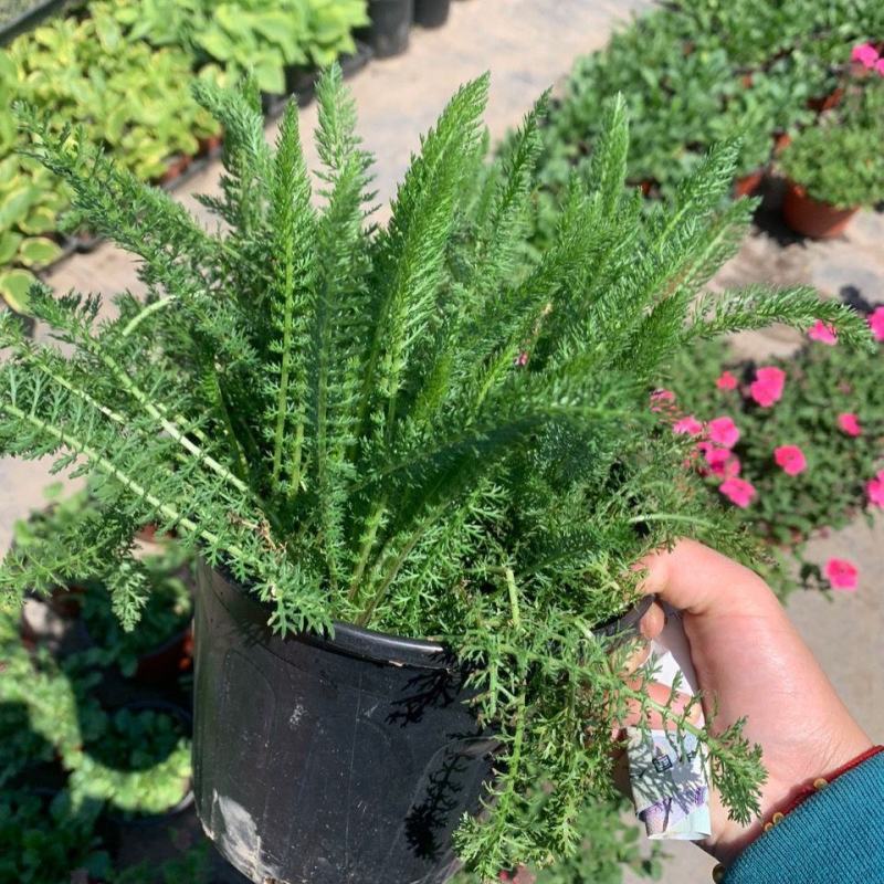 千叶蓍盆栽花苗多年生宿根花卉阳台庭院花园花镜植物西洋蓍草