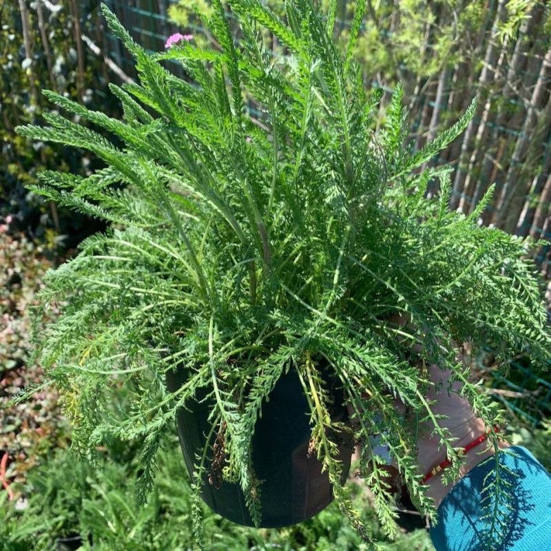 千叶蓍盆栽花苗多年生宿根花卉阳台庭院花园花镜植物西洋蓍草