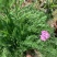 千叶蓍盆栽花苗多年生宿根花卉阳台庭院花园花镜植物西洋蓍草