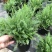 千叶蓍盆栽花苗多年生宿根花卉阳台庭院花园花镜植物西洋蓍草