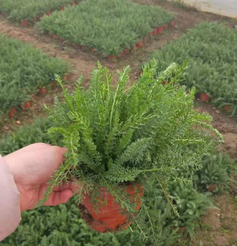 千叶蓍盆栽花苗多年生宿根花卉阳台庭院花园花镜植物西洋蓍草