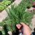 千叶蓍盆栽花苗多年生宿根花卉阳台庭院花园花镜植物西洋蓍草